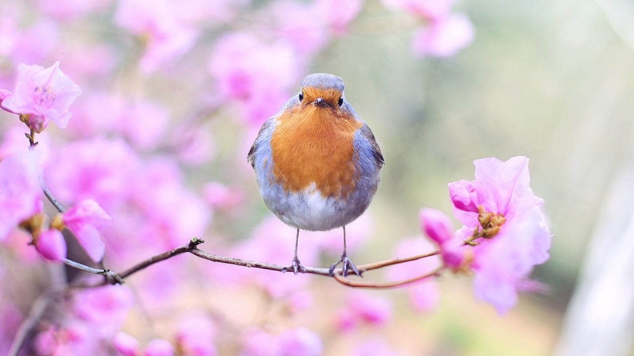 Ein Rotkehlchen auf einem Zweig mit Kirschblüten